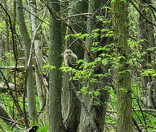 Heckrodt Wetland Reserve
