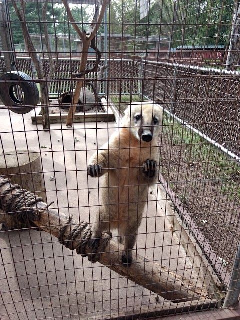 Wilderness Walk Zoo