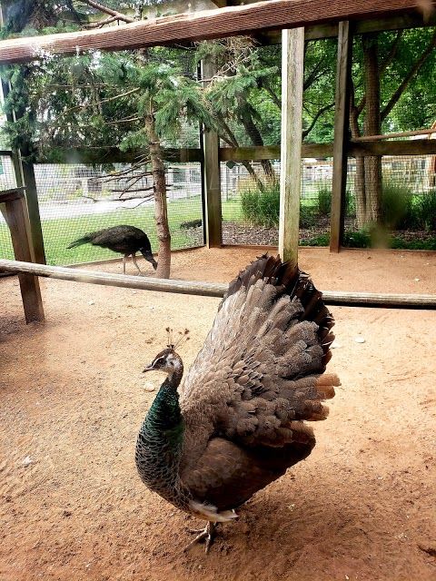 Menominee Park Zoo