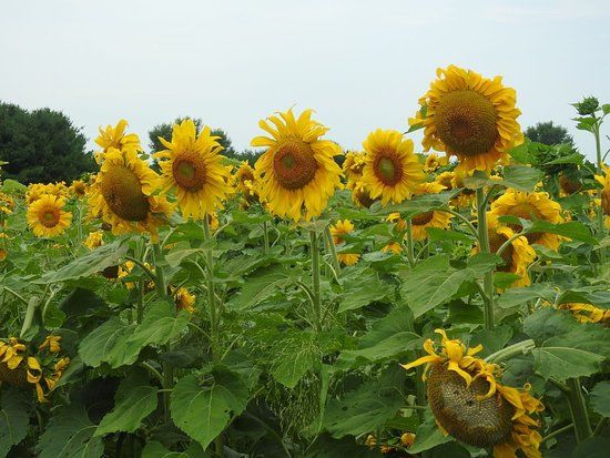 Eugster's Farm Market
