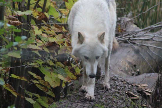 Shalom Wildlife Zoo