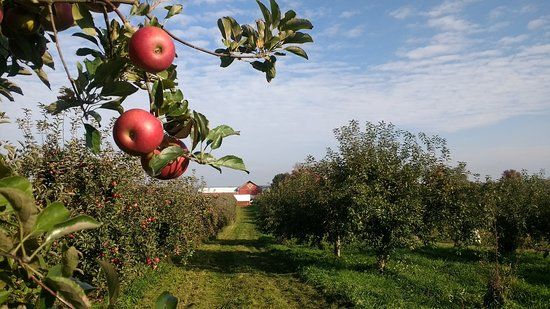 Apple Barn Orchard and Winery
