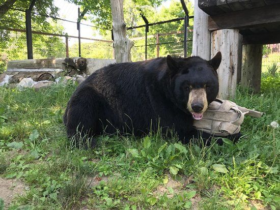 Bear Den Zoo and Petting Farm